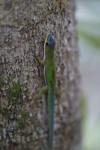 Phelsuma Madagascar