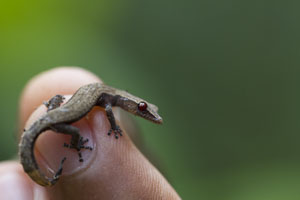 Lizard on Finger Madagascar